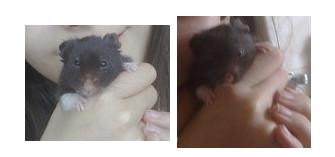 Obrázok